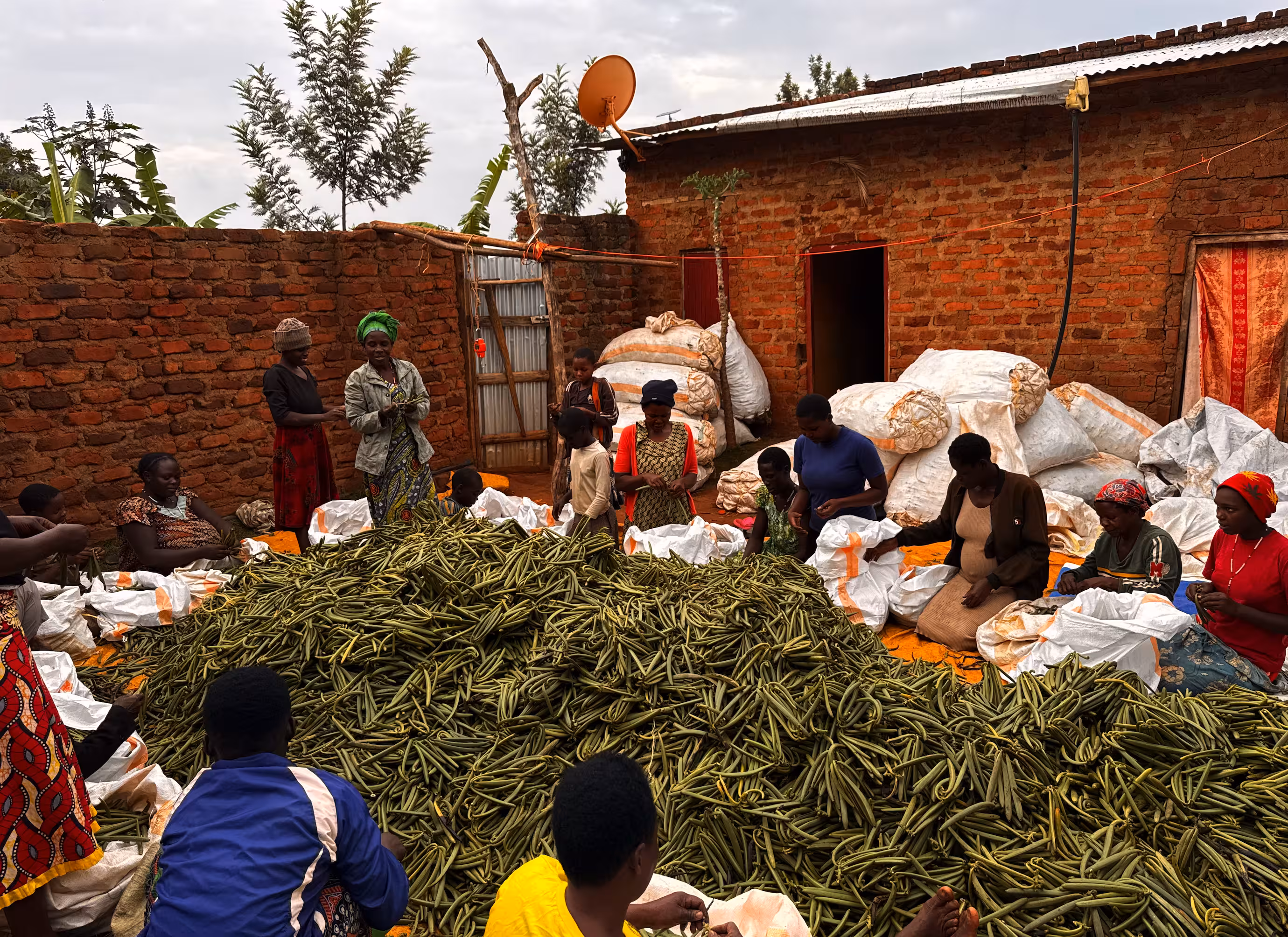 Community group processing harvested vanilla outdoors — Uganda